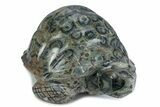 Polished Kambaba Jasper Tortoise - Madagascar #378836-1